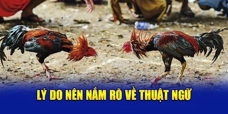 Giao tiếp hiệu quả hơn khi hiểu thuật ngữ đá gà